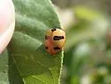 Mountain Lady Beetle - photo 5