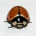 Nine-spotted Lady Beetle
