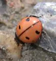 Nine-spotted Lady Beetle - photo 2