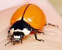 Nine-spotted Lady Beetle - photo 3