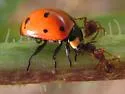 Nine-spotted Lady Beetle - photo 4