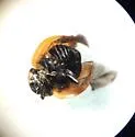 Nine-spotted Lady Beetle - photo 5
