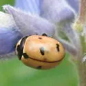Prolongate Lady Beetle
