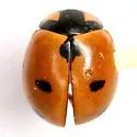 Prolongate Lady Beetle - photo 2