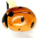 Prolongate Lady Beetle - photo 3