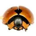 Prolongate Lady Beetle - photo 4