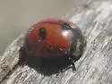 Prolongate Lady Beetle - photo 5