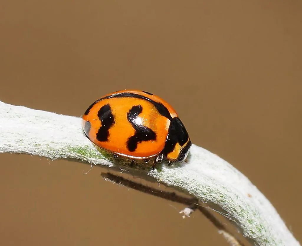 Small Transverse Ladybird Beetle - photo 2