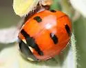 Transverse Lady Beetle