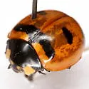 Transverse Lady Beetle - photo 2