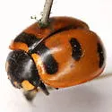 Transverse Lady Beetle - photo 3