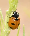 Transverse Lady Beetle - photo 4