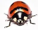 Transverse Lady Beetle - photo 5