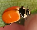 Three-banded Lady Beetle