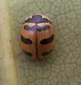 Three-banded Lady Beetle - photo 2