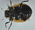 Three-banded Lady Beetle - photo 3