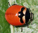 Three-banded Lady Beetle - photo 4