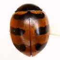 Three-banded Lady Beetle - photo 5