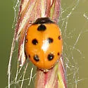 Eleven-spotted Lady Beetle
