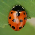 Eleven-spotted Lady Beetle - photo 2