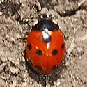 Eleven-spotted Lady Beetle - photo 3