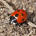 Eleven-spotted Lady Beetle - photo 4