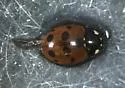 Eleven-spotted Lady Beetle - photo 5
