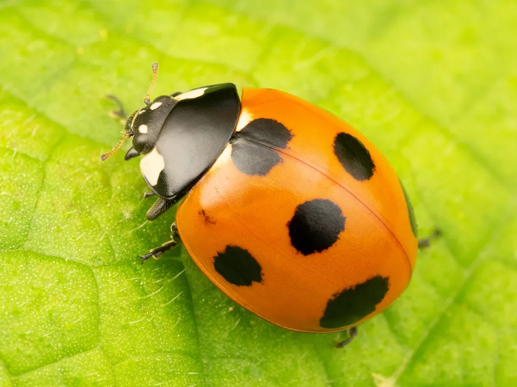 Lady Beetles - photo 2