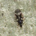 Coccivora californica - photo 2