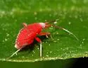 Coccobaphes frontifer