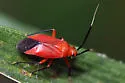 Coccobaphes frontifer - photo 2