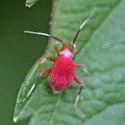 Coccobaphes frontifer - photo 3