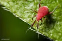 Coccobaphes frontifer - photo 4