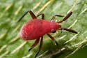 Coccobaphes frontifer - photo 5