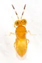 Coccobius fulvus - Coccobius fulvus