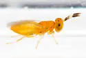 Coccobius fulvus - photo 2