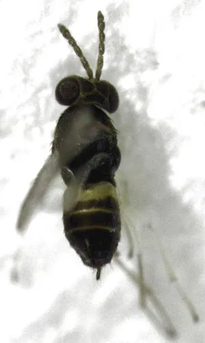 Coccophagus gurneyi