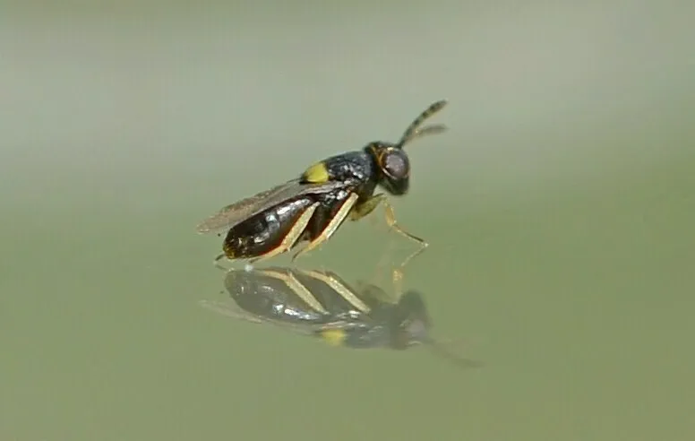 Coccophagus lycimnia