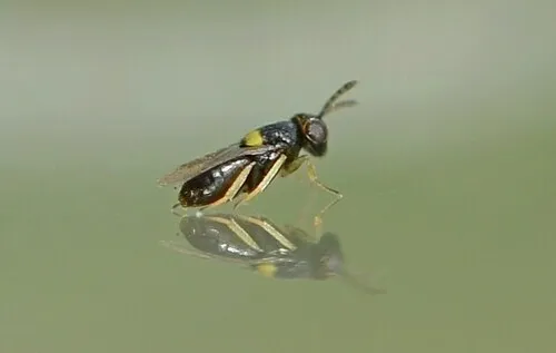 Coccophagus lycimnia - photo 2