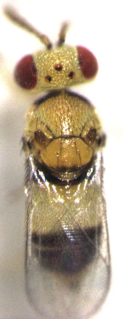 Coccophagus ochraceus - photo 2