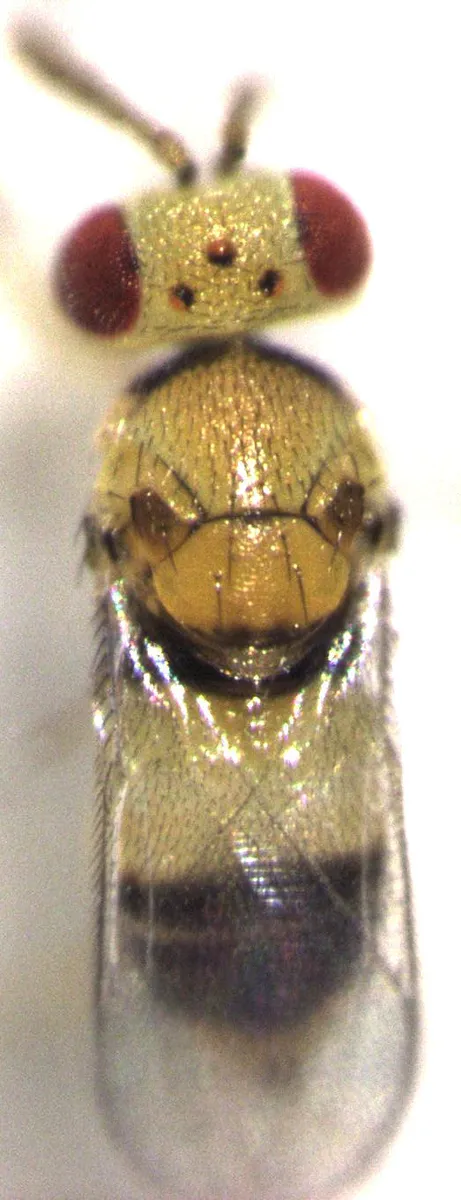 Coccophagus ochraceus - photo 3