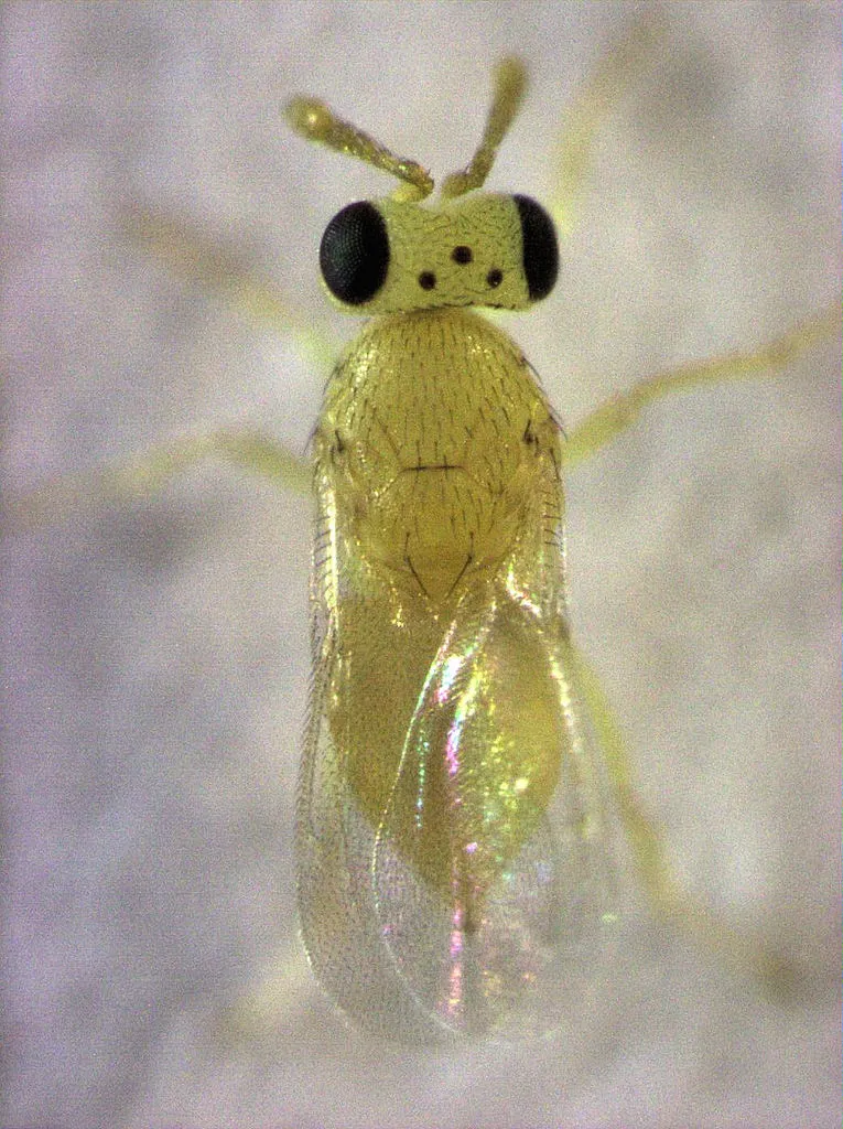 Coccophagus philippiae - photo 2