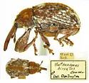 Sand-cherry Gouger