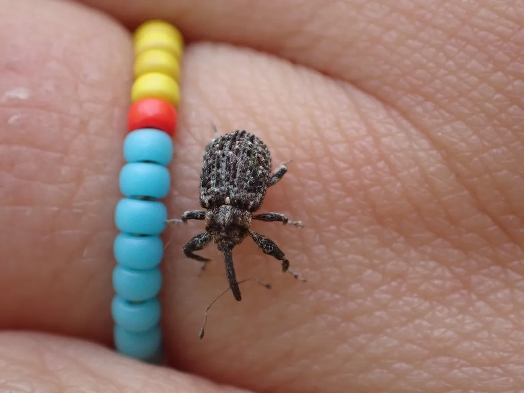 Coccotorus pruniphilus - photo 2