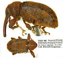 Coccotorus pumilae