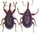 Coccotorus pumilae - photo 2