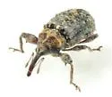 Plum Gouger - Coccotorus scutellaris