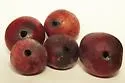 Plum Gouger - photo 4