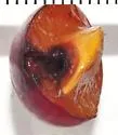 Plum Gouger - photo 5