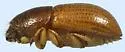 Seed Borer - photo 2
